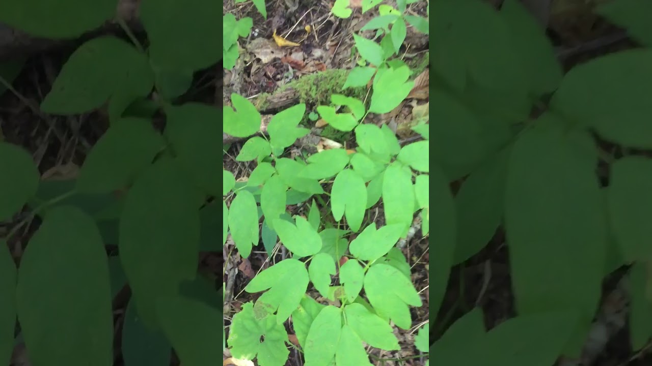 2019 WNC Ginseng pt. 2