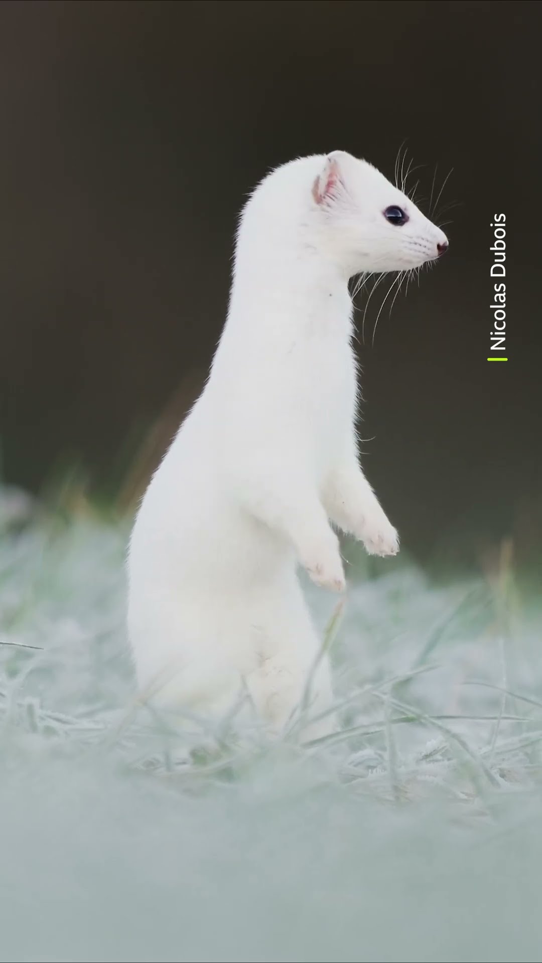 A stoat's winter white coat is the perfect camouflage #Stoat #Shorts #Animals