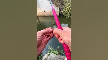 Câu cá dưới chân cần giật chép khủng liên tục  #câucá #câucá #cauca #fishing #mekakau