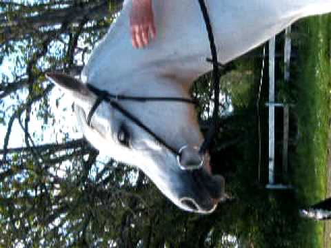 Myler Bit Mb04 With Hooks Youtube