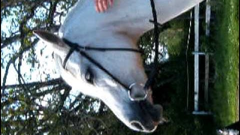 Myler Bit MB04 with hooks