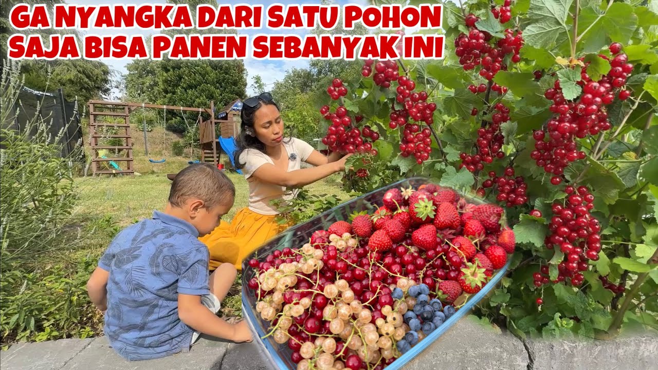 PANEN BUAH RED & WHITE CURRANT UNTUK BIKIN KUE