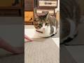 【猫】香箱座りの隙間に指を入れたら…少しだけ浮いたw #shorts #cat