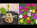 Only toothpaste and potatoes make this branch grow more flower  how to grow mirabilis jalapa