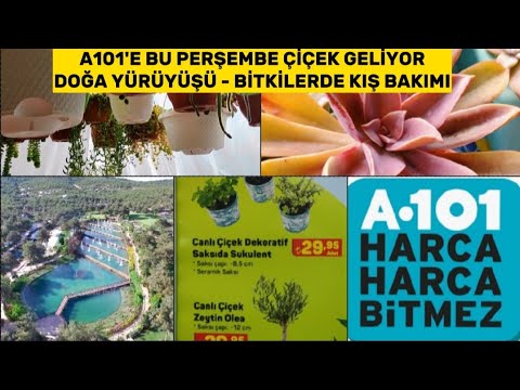 Video: Kışlamak Coleus: Bir Coleus Bitkisini Kışlamak İçin İpuçları