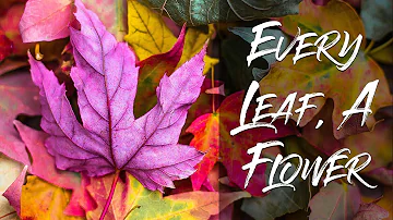 "Every Leaf, a Flower" | Peaceful Healing Instrumental Music with Nature Sounds by Tim Janis