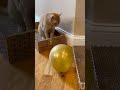 Phoenix and the balloon 😻 #lovepets #cat #funnycatshorts  #lovemyfurbaby