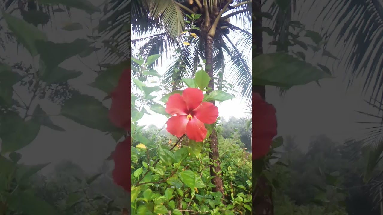 Alubandaru Kannada Melody Song Kannada Flower Video Kannada Song YouTube