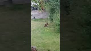 Suburban Foxs
