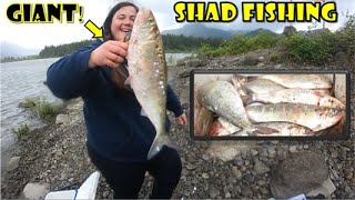 Shad Fishing (Landed a Giant) at Bonneville Dam on the Columbia River! We Caught 40 Fish in 2 Hours!