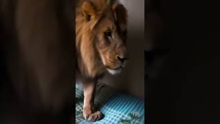 Httpsyoutubecomshorts4du8qu3bxuasiyvevgedwyp0  Magic  