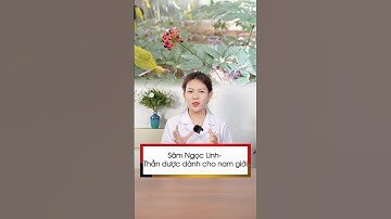 Sâm Ngọc Linh – Thần dược dành cho nam giới không thể bỏ qua | Sâm Ngọc Linh Tuệ Linh #shorts