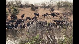 Big herd of buffalos Kruger national park