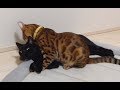 大人(成猫)の階段登るニコ