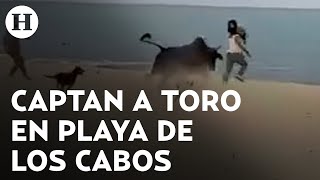 Toro embiste a mujer en playa de Los Cabos en Baja California Sur