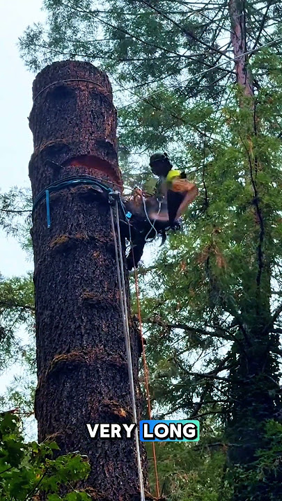 the most stressful tree cutting #feedshorts #shortvideo #wood