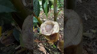 Pupuk Pohon Pisang agrikultur farming kopisehat palawija petanikopi pertanian kopi agro