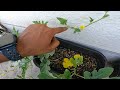 Mid-Season Garden Update: Cherry Tomatoes, Okra &amp; Baby Watermelons All Growing Fast! | the Wingman
