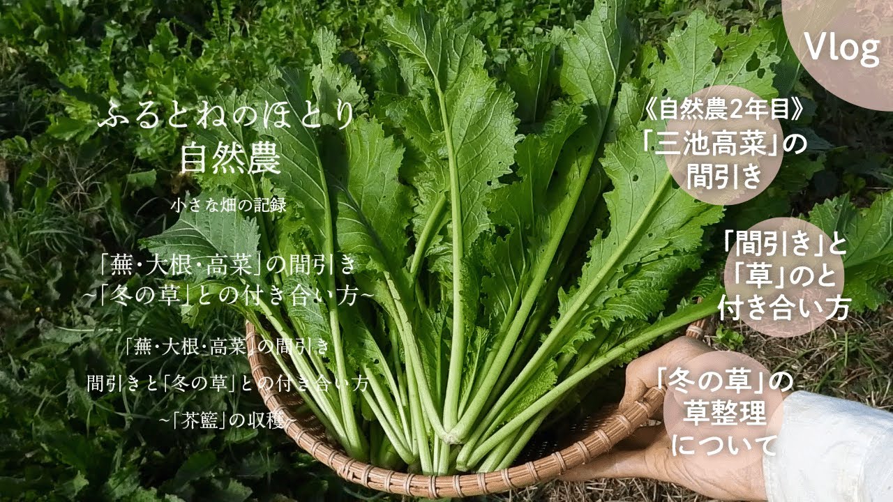 三池高菜 20kg 薩摩特産 三池高菜の高菜漬 | 【公式】マルシマ