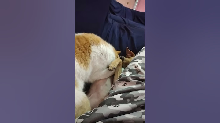 Gato e cachorro namorando