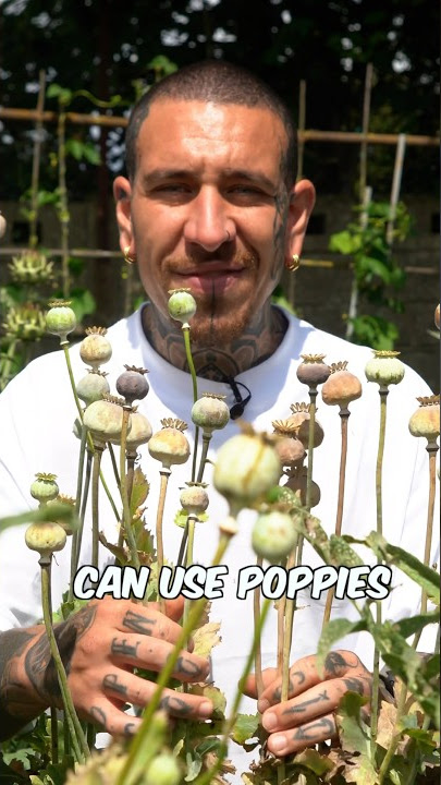 Poppy Medicinal Flowers #shorts