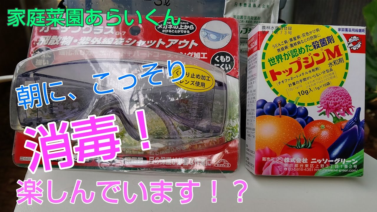 【シャインマスカット】第２０回、黒とう病対策【家庭菜園】