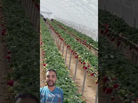 زراعة الفراولة جميل Automobile Agriculture Farming اكسبلور Tomata Garden زراعت Plants 