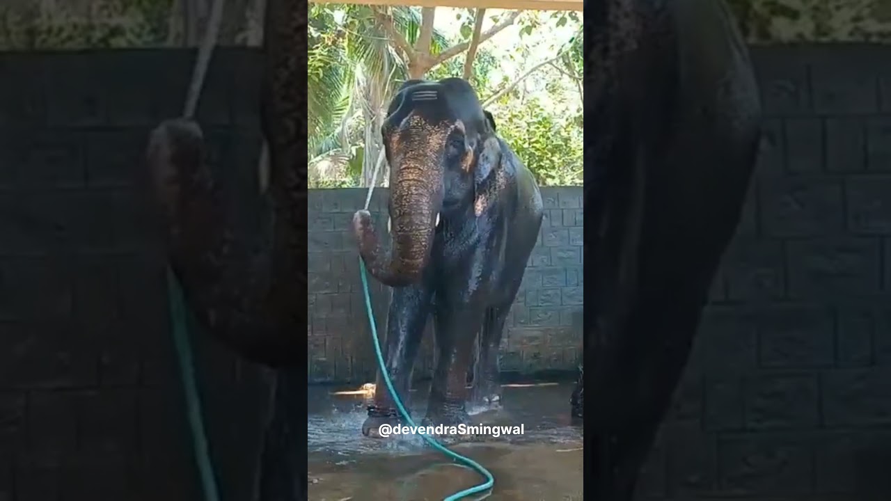 Thande Thande Pani se nhana chahiye | ठंडे ठंडे पानी से नहाना चाहिए |  हाथी का स्नान | Elephant Bath
