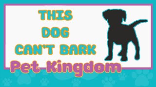 Interesting Facts About Dogs - Pet Kingdom by Pet Kingdom 148 views 1 year ago 7 minutes, 38 seconds