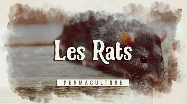 Comment se débarrasser des Rats au jardin, dans la maison etc... ? 🐀