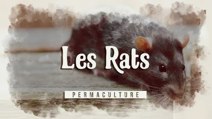 Rats et autres rongeurs dans le poulailler : pourquoi et comment s'en  débarrasser ?