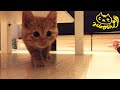 茶トラ子猫時代「ひろし」だるまさんがころんだ→飛びつき＋おまけ動画(餌食べる直前まで…)