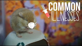 Common Gerbil Illnesses | What to Look Out For!