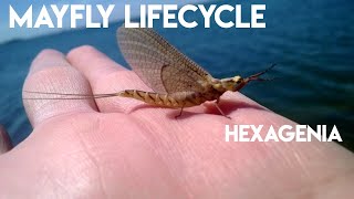 Hexagenia - Mayfly Life Cycle