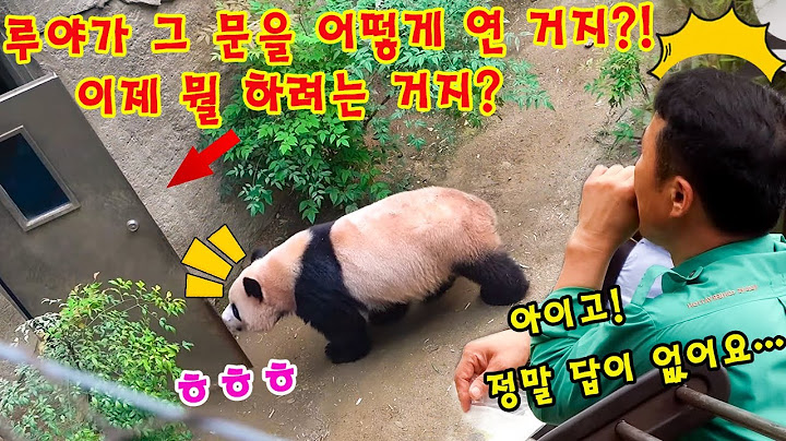 에버랜드 판다월드 💥 루이바오 가 어떻게 할부지 사무실 문을 갑자기 연 거죠?! 💨👀 루야의 다음 행동에 할부지는 결국 어이없고 무력한 표정을 지었어요!