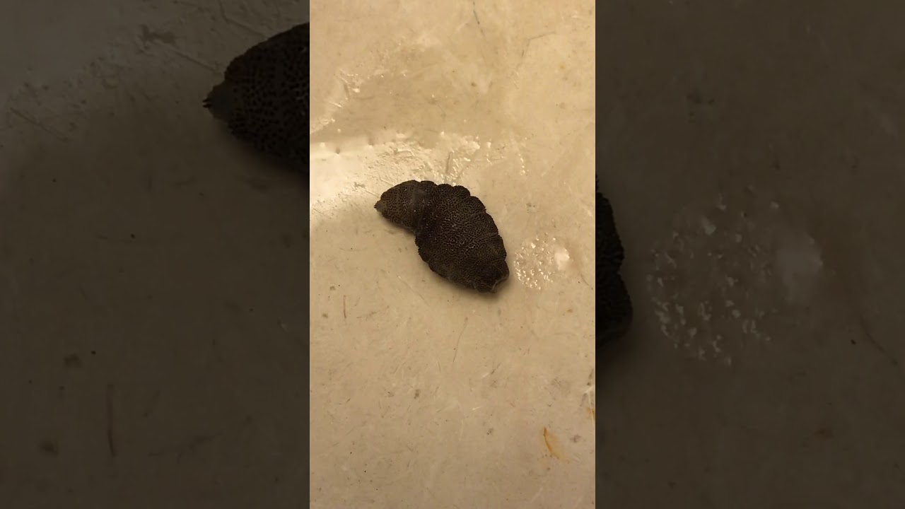 Botfly (Parasite) Removed from Cat 🐈 - YouTube