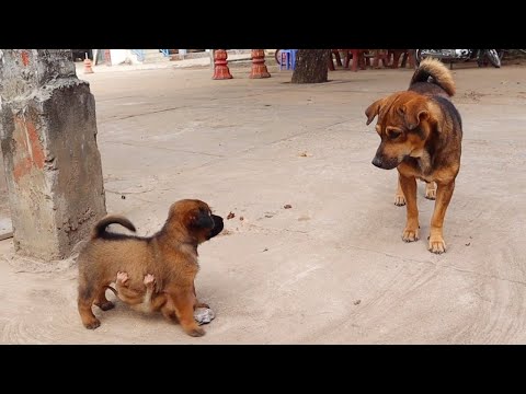 Today, baby monkey punish a puppy (difficulty breathing​)