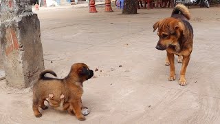 Today, baby monkey punish a puppy (difficulty breathing​)