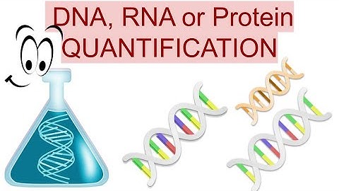🧪 MEASUREMENT OF DNA, RNA OR PROTEIN CONCENTRATION | SPECTROPHOTOMETER VS. FLUORESCENCE-BASED METHOD