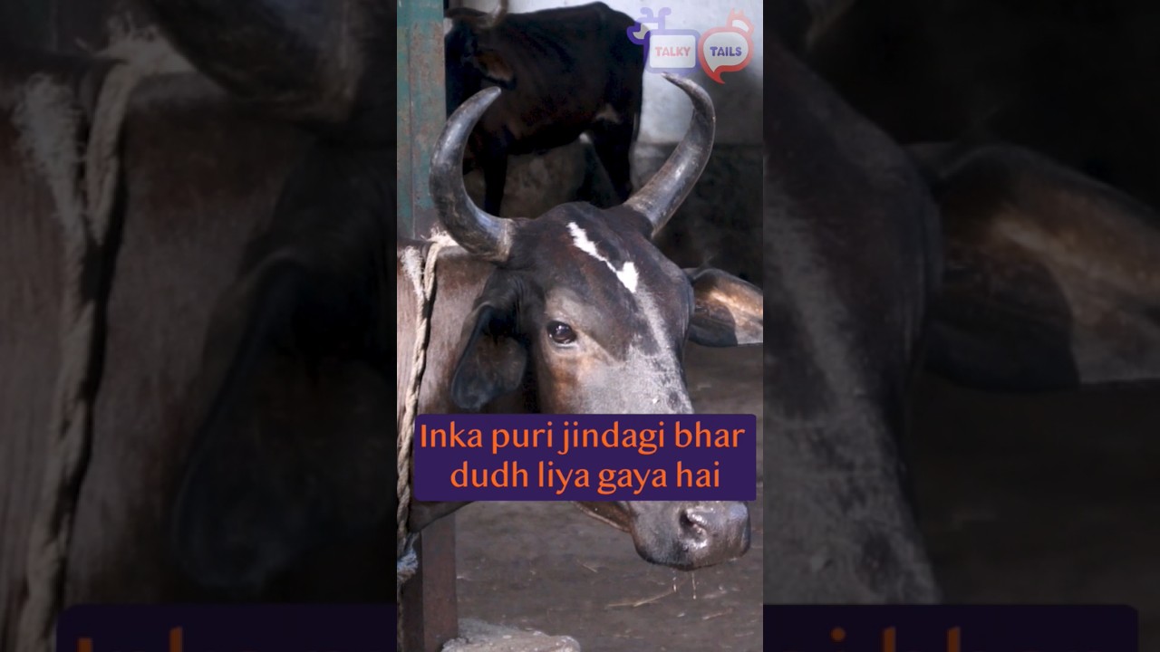The Guardian Angel for Abused Cows and Buffaloes : Fiza Shah | Talky tails story 