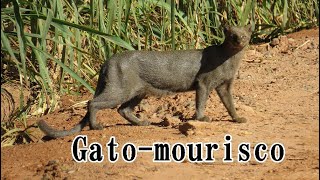 Gato-mourisco é observado em Minas Gerais.