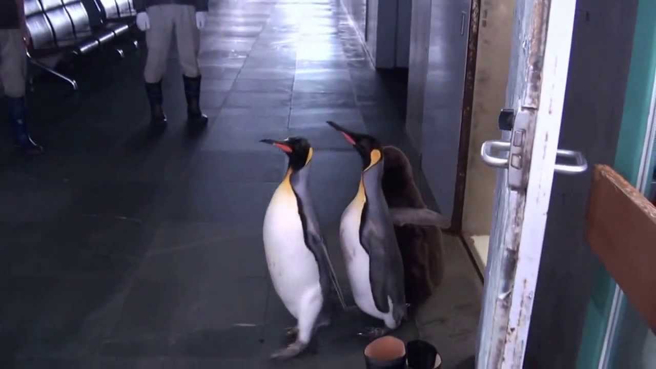 オウサマペンギン、葛西臨海水族園で2013年9月誕生 King penguin born