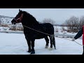 Коні Ваговози. Рубін Жеребець на Паровку. Наші Коні🔥🔥🔥🐴🐴🐴