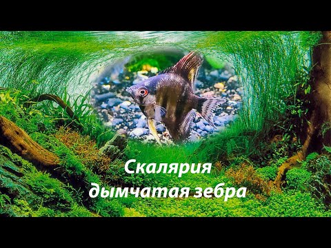 Скалярия дымчатая зебра Смоуки / Pterophyllum scalare