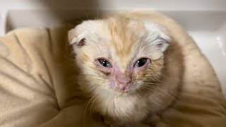 We welcomed a scottish fold kitten from a skinny, bald, multiheaded breeding collapse.  #10