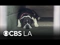 Nonprofit quintupling donations to Pasadena Humane Society for Giving Tuesday