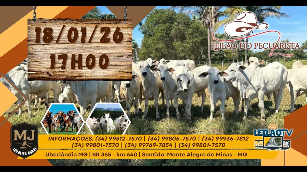LEILAO DO PECUARISTA - 18/01/26 - UBERLÂNDIA MG