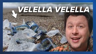Millions of Velella velella, the by-the-wind-sailors, wash up on California coast