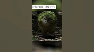 Попугай не умеет летать, пахнет медом с цветами и любит людей. Какапо