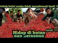 masih bertahan panen cabe semakin memuncak warta petani muda hidup di hutan